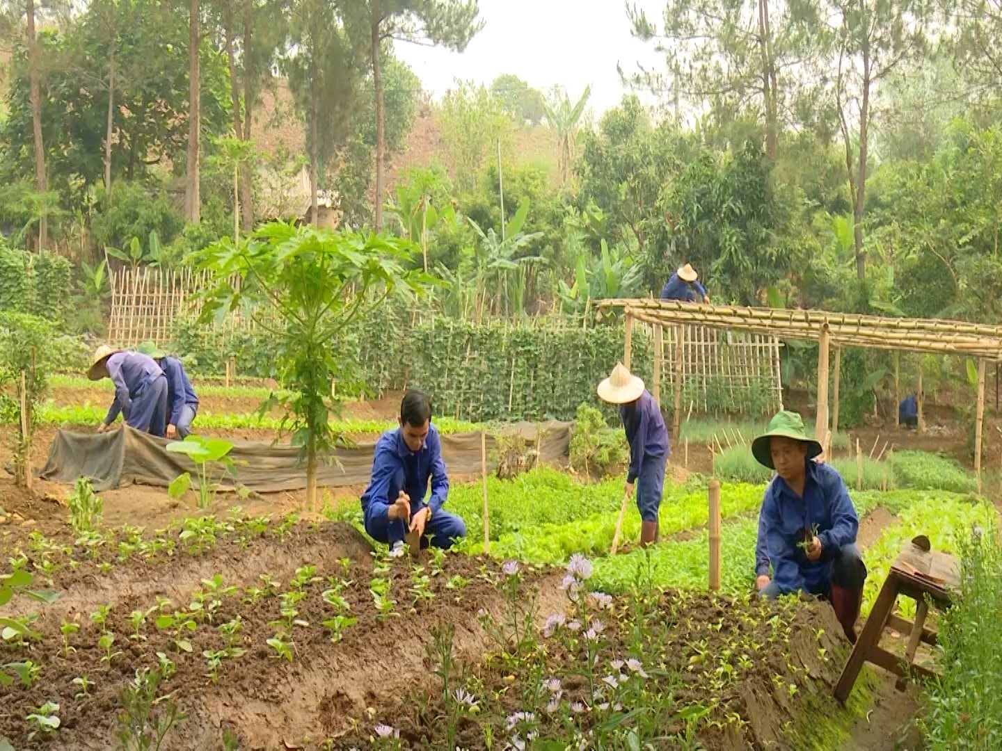 Nâng cao sức khỏe nhờ thuốc hỗ trợ cắt cơn ma túy Bông Sen 4 Nâng cao sức khỏe nhờ thuốc hỗ trợ cắt cơn ma túy Bông Sen