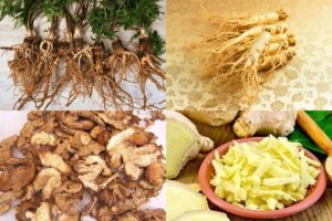 Cách sử dụng thuốc cai nghiện ma túy Bông Sen để cắt cơn ma túy 1 Thành phần của thuốc Bông Sen