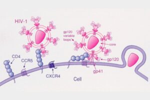 HIV lây qua đường nào? Giải đáp chi tiết các con đường lây truyền phổ biến nhất 3 Cơ chế virus HIV xâm nhập và phát tán trong cơ thể
