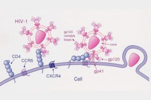 HIV ủ bệnh bao lâu? Dấu hiệu nhận biết và giai đoạn phát triển của virus 3 Giai đoạn 2_ HIV tiềm ẩn (mạn tính)