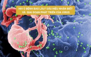 HIV ủ bệnh bao lâu Dấu hiệu nhận biết và giai đoạn phát triển của virus